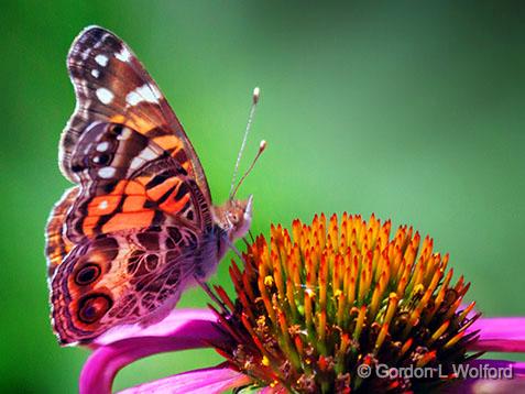 Butterfly On A Coneflower_27811.jpg - American Lady (Vanessa virginiensis) photographed near Carleton Place, Ontario, Canada. 